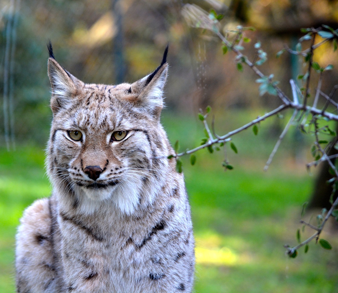 Lūšis, Gyvūnas, Zoologijos Sodas, Gamta, Kūdikiai, Nemokamos Nuotraukos,  Nemokama Licenzija