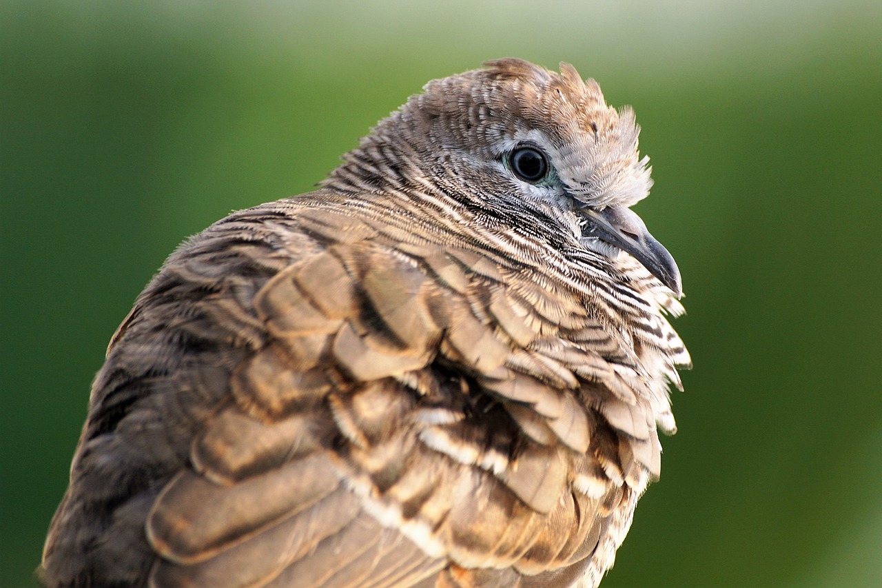 Gyvūnas, Gyvūnų Fotografija, Paukštis, Iš Arti, Makro, Nemokamos Nuotraukos,  Nemokama Licenzija