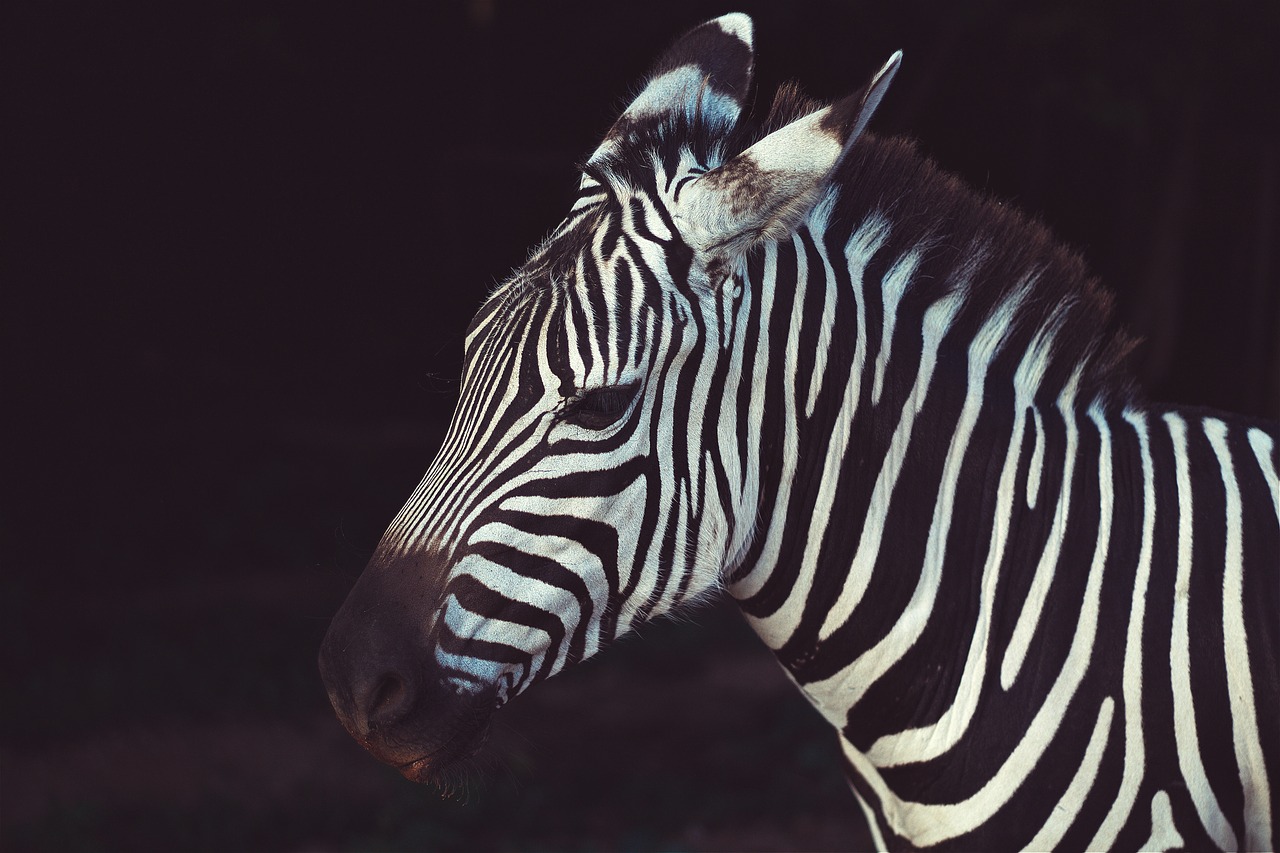 Gyvūnas, Gamta, Savanna, Juostelės, Laukinė Gamta, Zebra, Nemokamos Nuotraukos,  Nemokama Licenzija