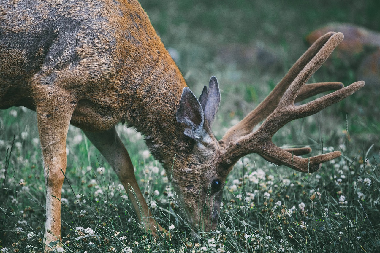 Gyvūnas, Gyvūnų Fotografija, Antlers, Blur, Buck, Iš Arti, Elnias, Valgymas, Flora, Gėlės