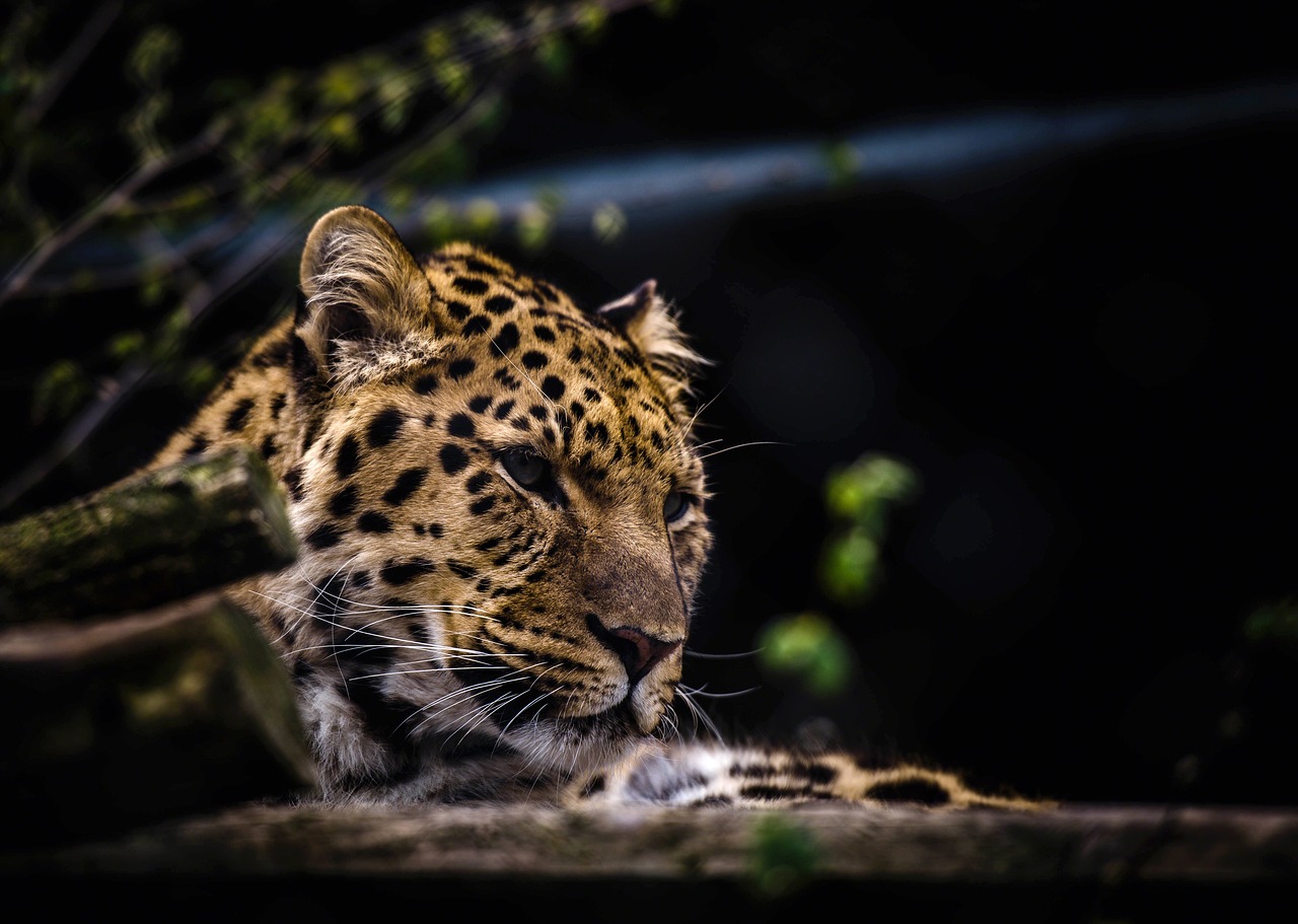 Gyvūnas, Gyvūnų Fotografija, Didelė Katė, Leopardas, Laukinis Katinas, Laukinė Gamta, Nemokamos Nuotraukos,  Nemokama Licenzija