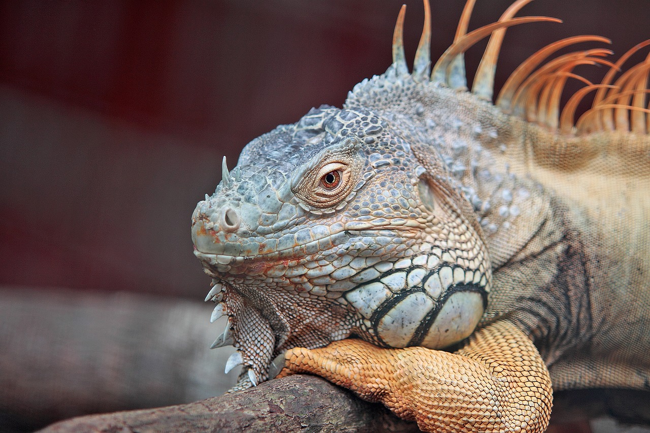 Gyvūnas, Iš Arti, Egzotiškas, Iguana, Driežas, Makro, Naminis Gyvūnėlis, Ropliai, Laukiniai, Laukinė Gamta