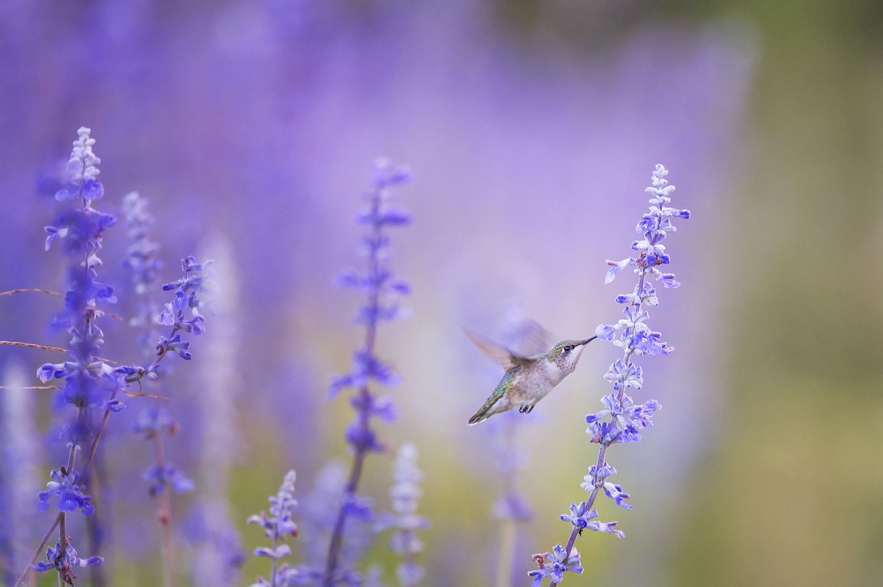 Gyvūnas, Paukštis, Žydėti, Žiedas, Flora, Gėlės, Kolibris, Gamta, Žiedlapiai, Nemokamos Nuotraukos