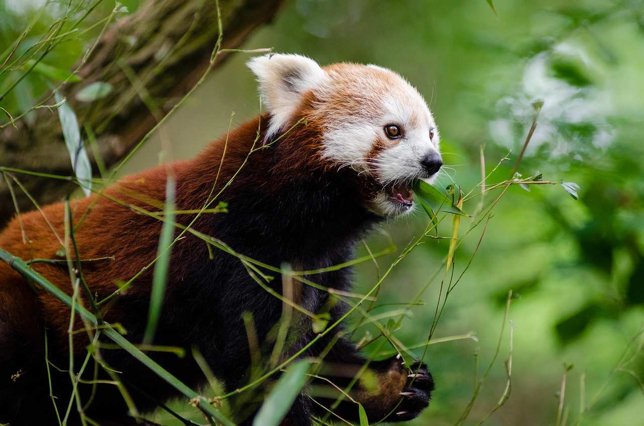 Gyvūnas, Mielas, Augalai, Raudonoji Panda, Laukinė Gamta, Nemokamos Nuotraukos,  Nemokama Licenzija