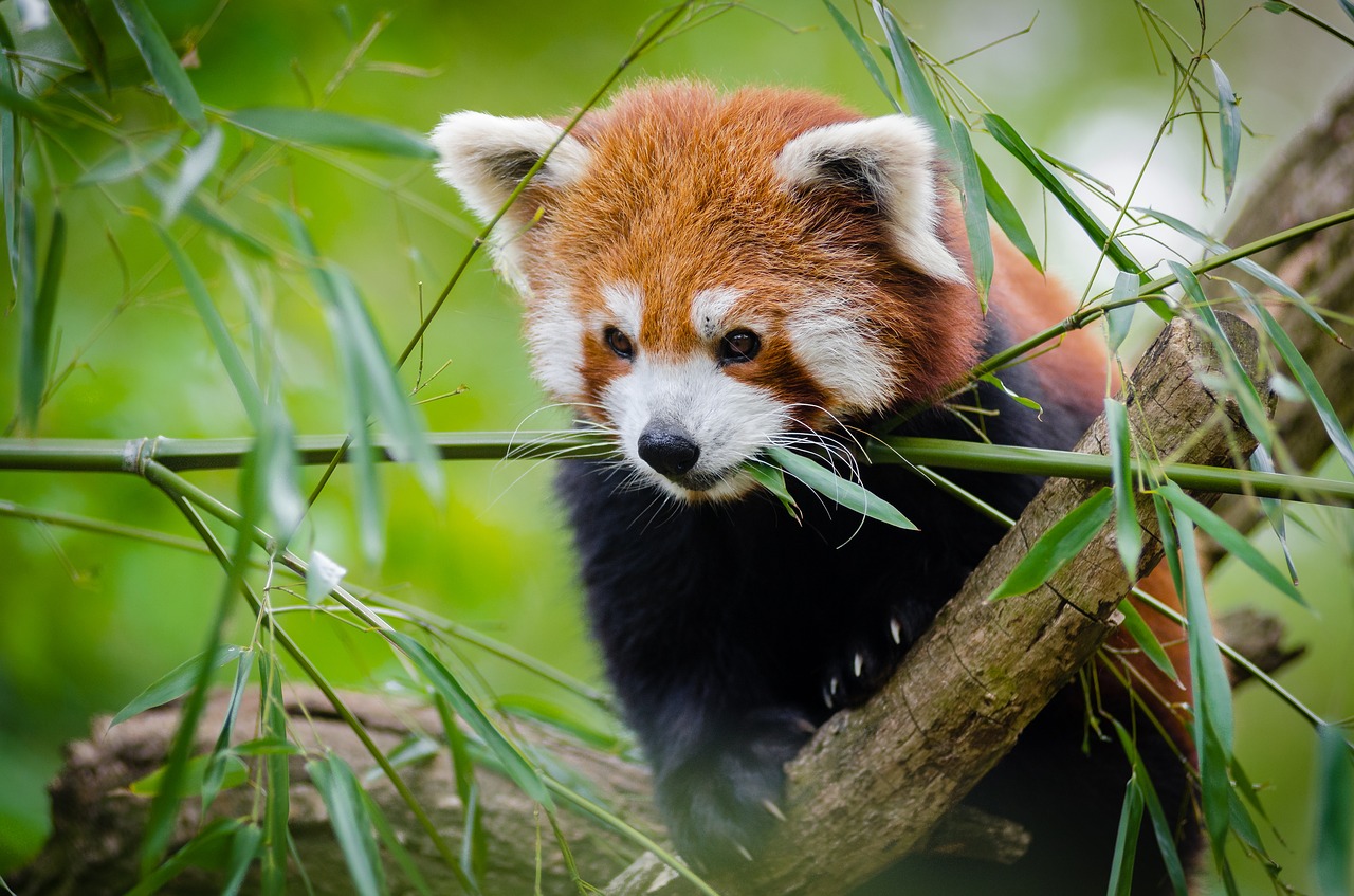 Gyvūnas, Mielas, Žolė, Raudonoji Panda, Laukinė Gamta, Nemokamos Nuotraukos,  Nemokama Licenzija