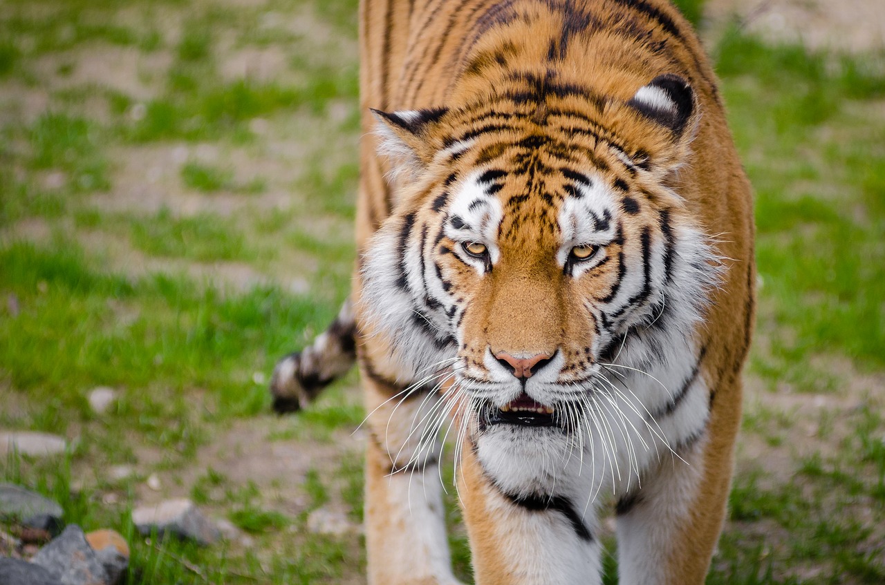 Gyvūnas, Gyvūnų Fotografija, Didelė Katė, Tigras, Laukinis Katinas, Laukinė Gamta, Nemokamos Nuotraukos,  Nemokama Licenzija