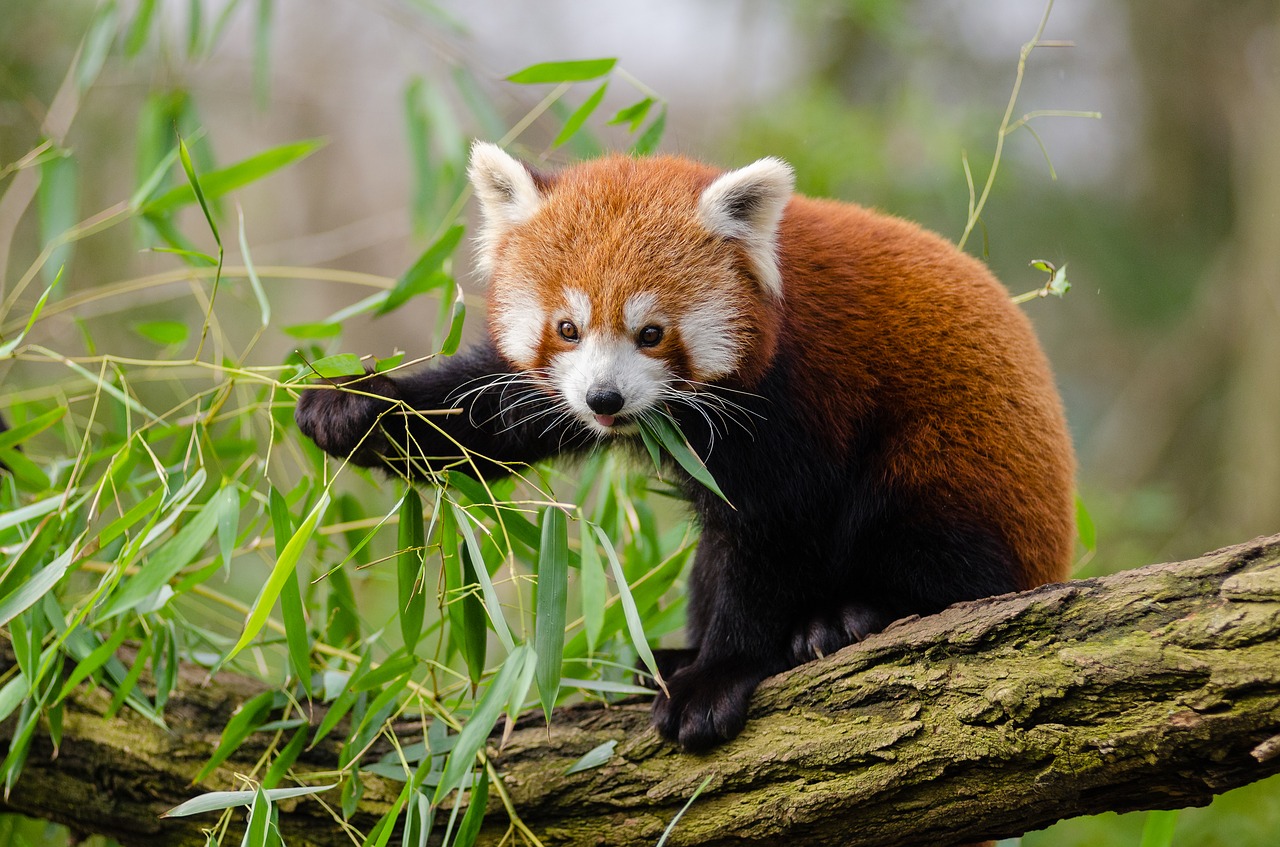 Gyvūnas, Filialas, Mielas, Lapai, Lauke, Raudonoji Panda, Medis, Laukinė Gamta, Nemokamos Nuotraukos,  Nemokama Licenzija