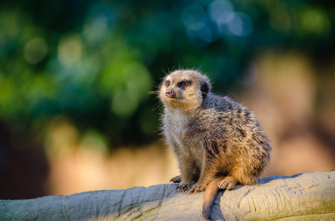 Gyvūnas, Filialas, Mielas, Makro, Lauke, Laukinė Gamta, Zoologijos Sodas, Nemokamos Nuotraukos,  Nemokama Licenzija