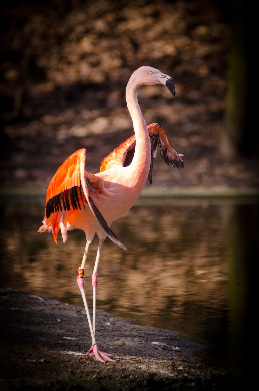 Gyvūnas, Paukštis, Plunksnos, Flamingo, Lauke, Plumėjimas, Vanduo, Laukinė Gamta, Nemokamos Nuotraukos,  Nemokama Licenzija