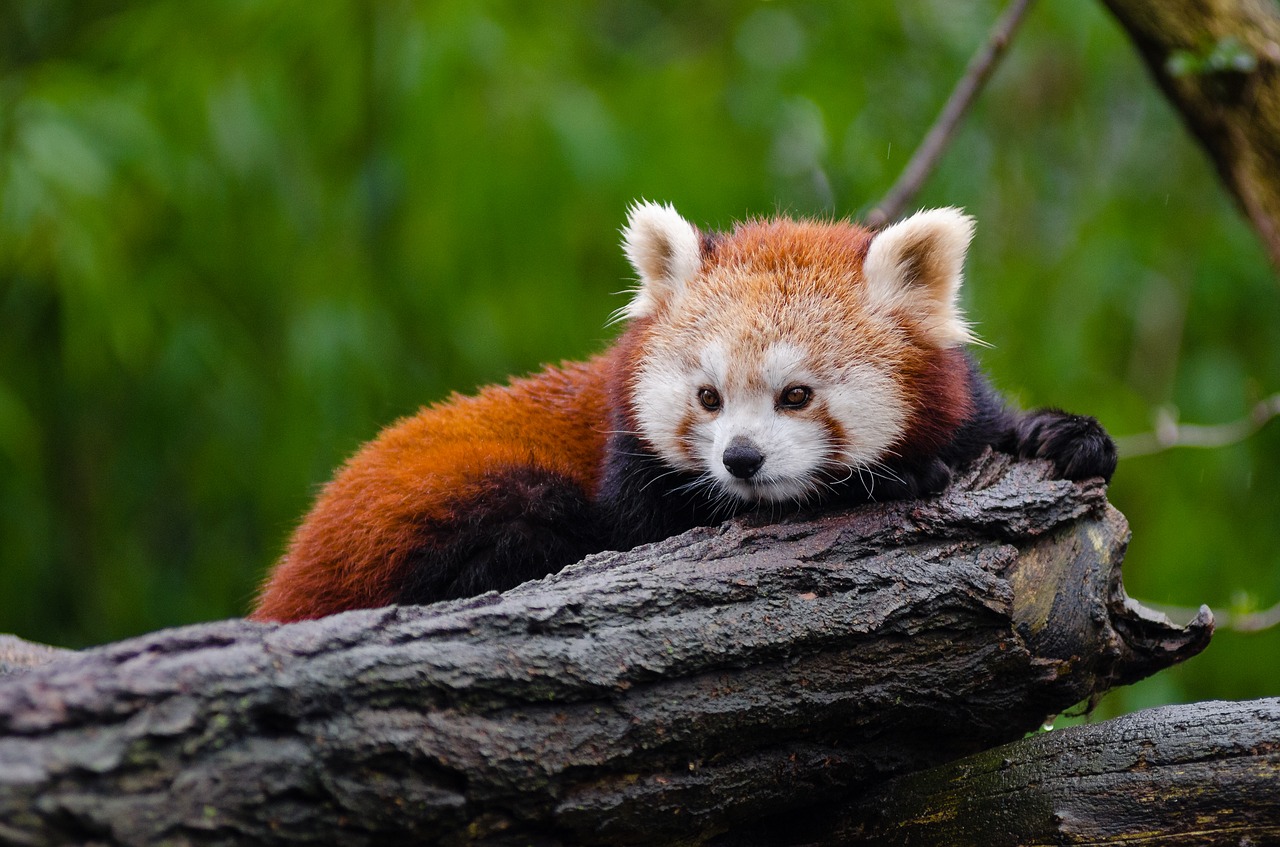 Gyvūnas, Iš Arti, Mielas, Nykstantis, Aplinka, Kailis, Mažesnis Pandas, Rąstai, Žinduolis, Lauke