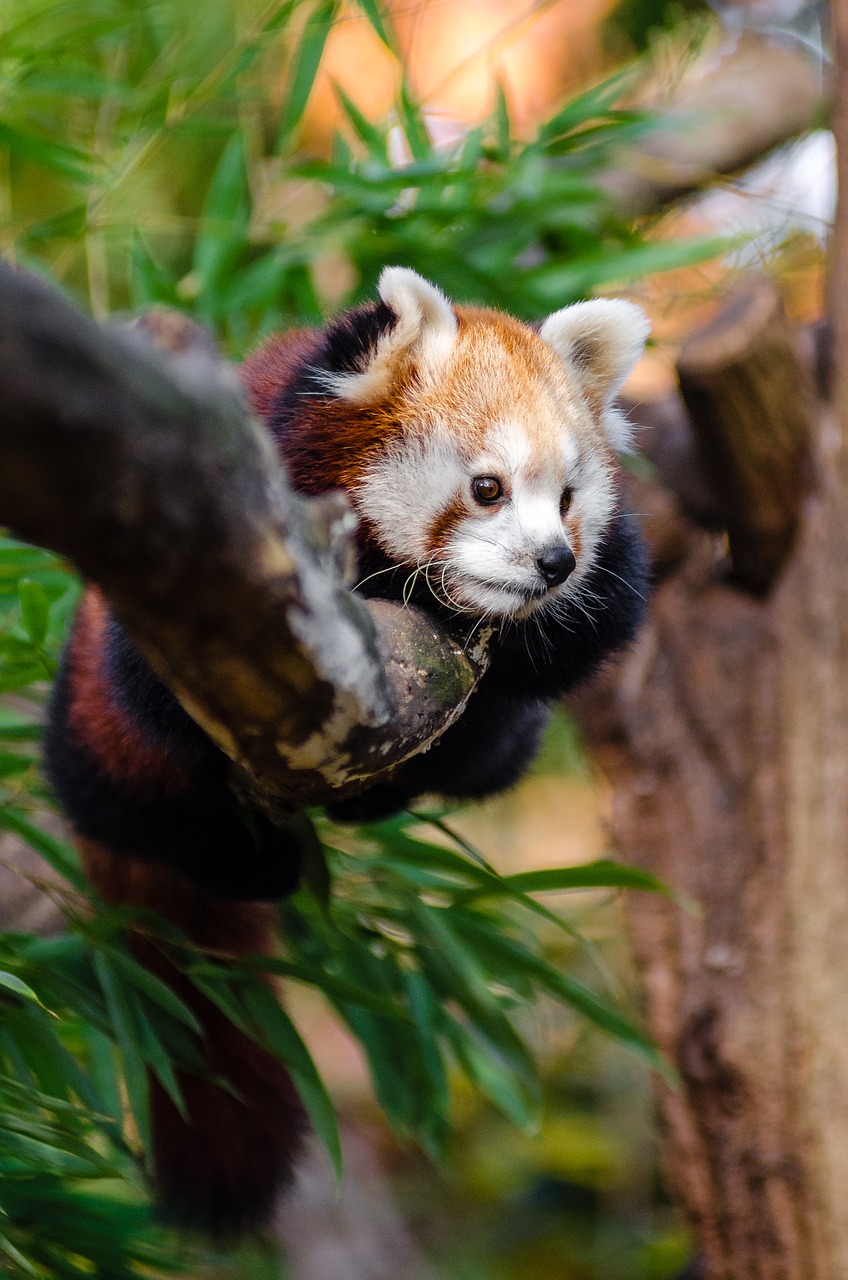 Gyvūnas, Filialas, Mielas, Lapai, Raudonoji Panda, Medis, Laukinė Gamta, Nemokamos Nuotraukos,  Nemokama Licenzija