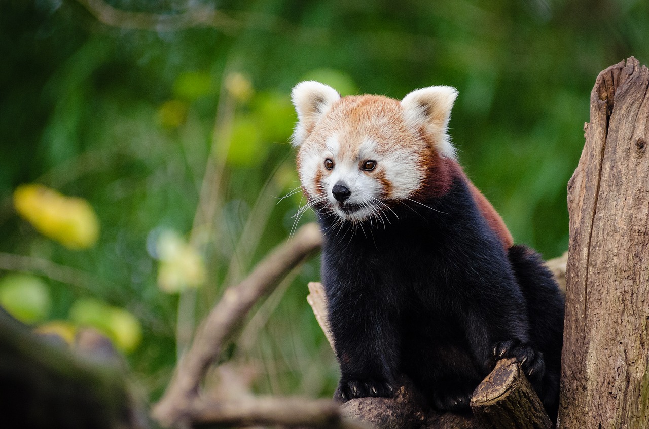 Gyvūnas, Mielas, Gamta, Raudonoji Panda, Medis, Laukinė Gamta, Nemokamos Nuotraukos,  Nemokama Licenzija