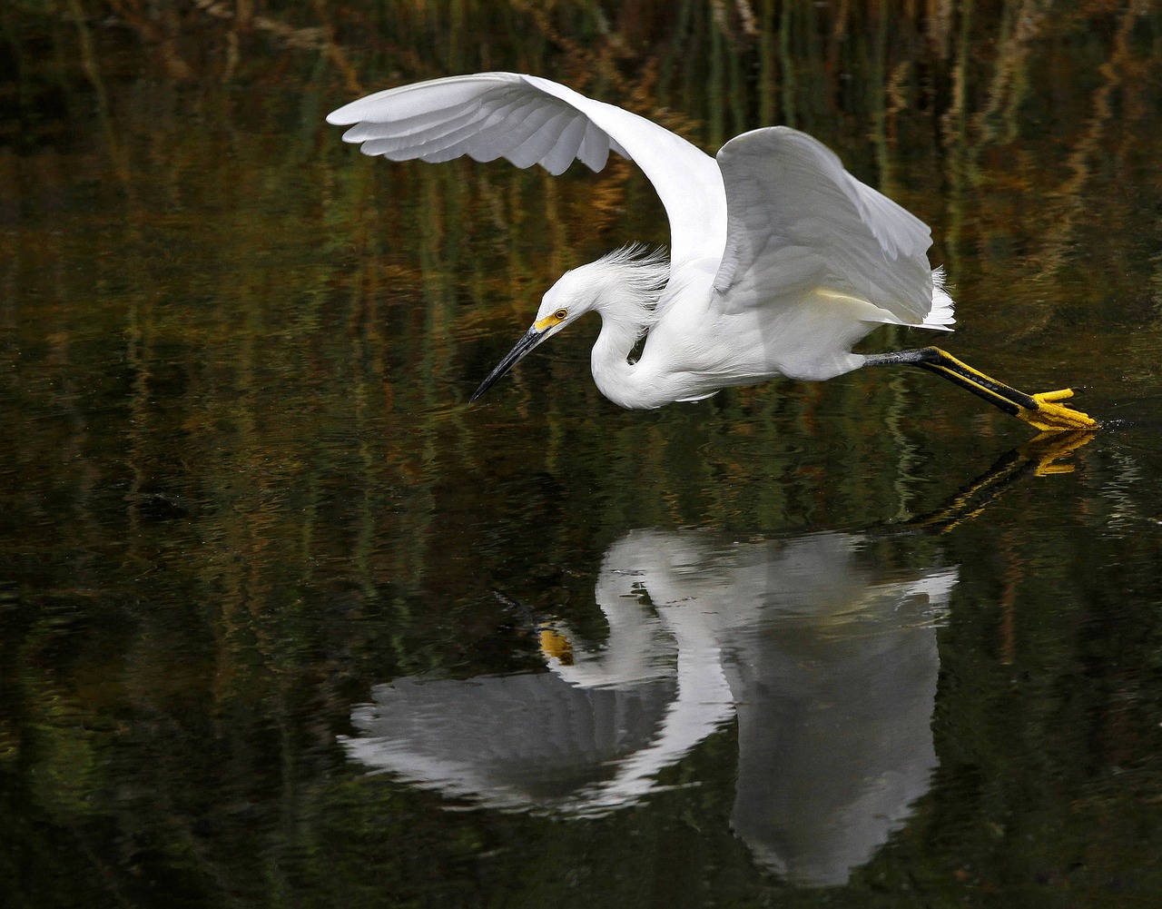 Gyvūnas, Paukštis, Paukštis, Egret, Skrydis, Heronas, Ežeras, Gamta, Lauke, Atspindys