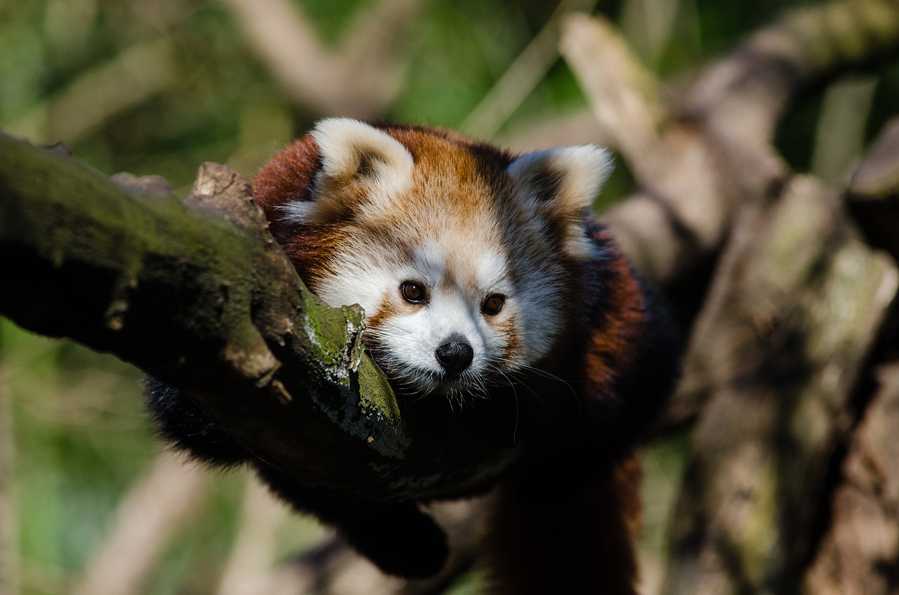 Gyvūnas, Mielas, Pūkuotas, Naminis Gyvūnėlis, Raudonoji Panda, Medis, Laukinė Gamta, Nemokamos Nuotraukos,  Nemokama Licenzija