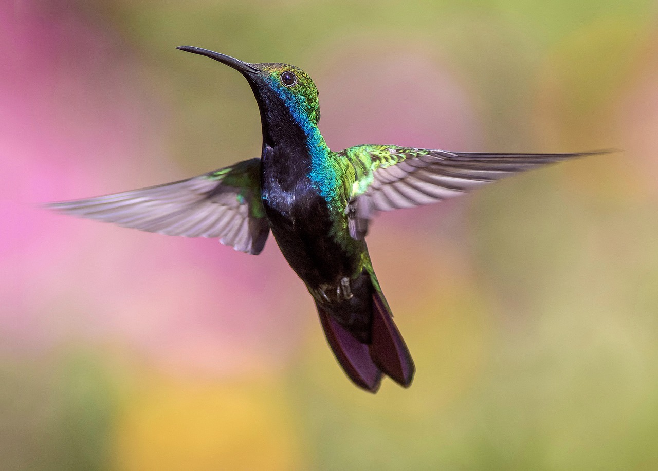 Gyvūnas, Paukštis, Paukštis, Plunksnos, Skrydis, Skristi, Hd Tapetai, Kolibris, Vaivorykštinis, Makro