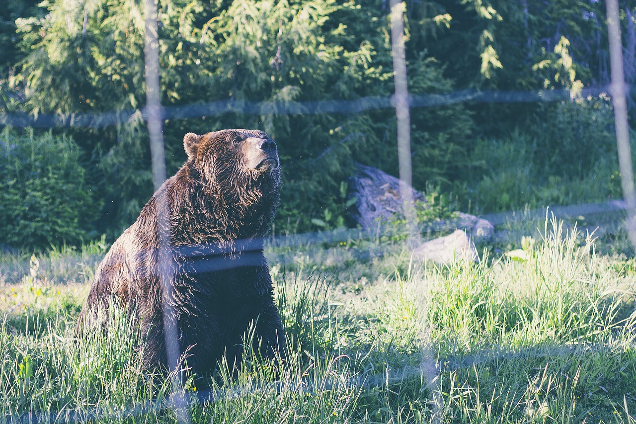 Gyvūnas, Turėti, Žolė, Lauke, Laukiniai, Laukinė Gamta, Zoologijos Sodas, Nemokamos Nuotraukos,  Nemokama Licenzija