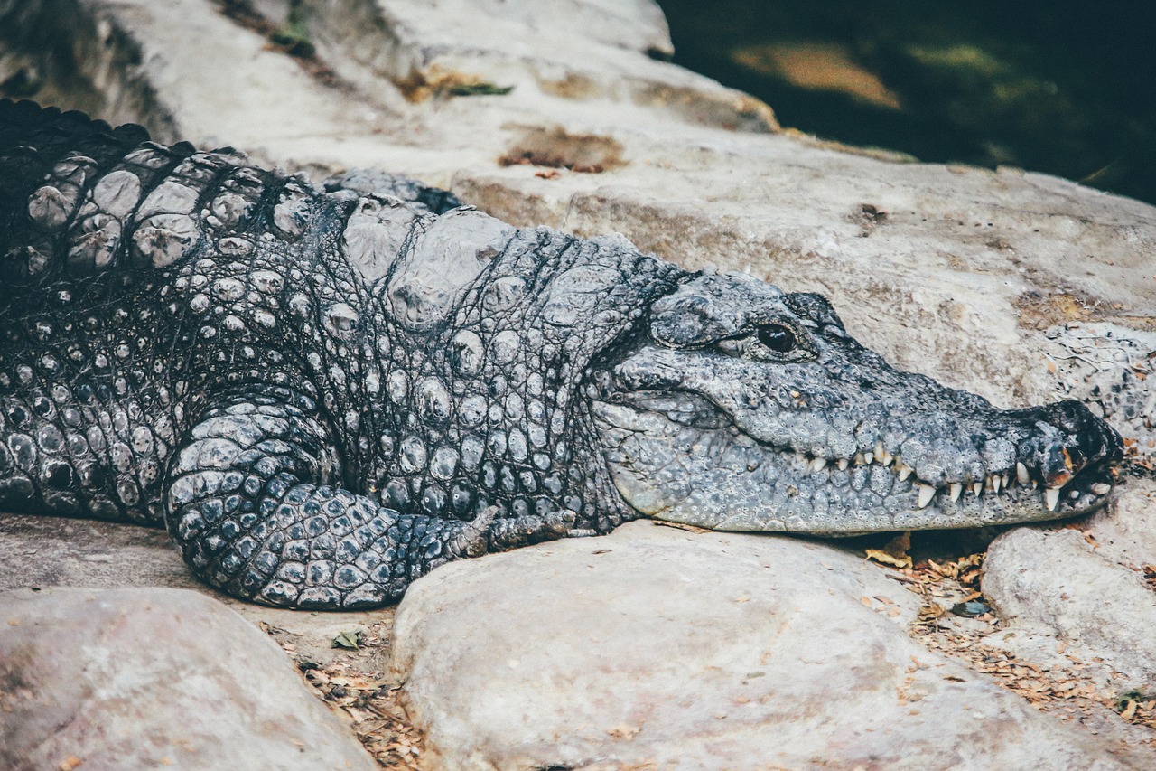 Gyvūnas, Krokodilas, Pavojus, Ropliai, Laukinė Gamta, Zoologijos Sodas, Nemokamos Nuotraukos,  Nemokama Licenzija