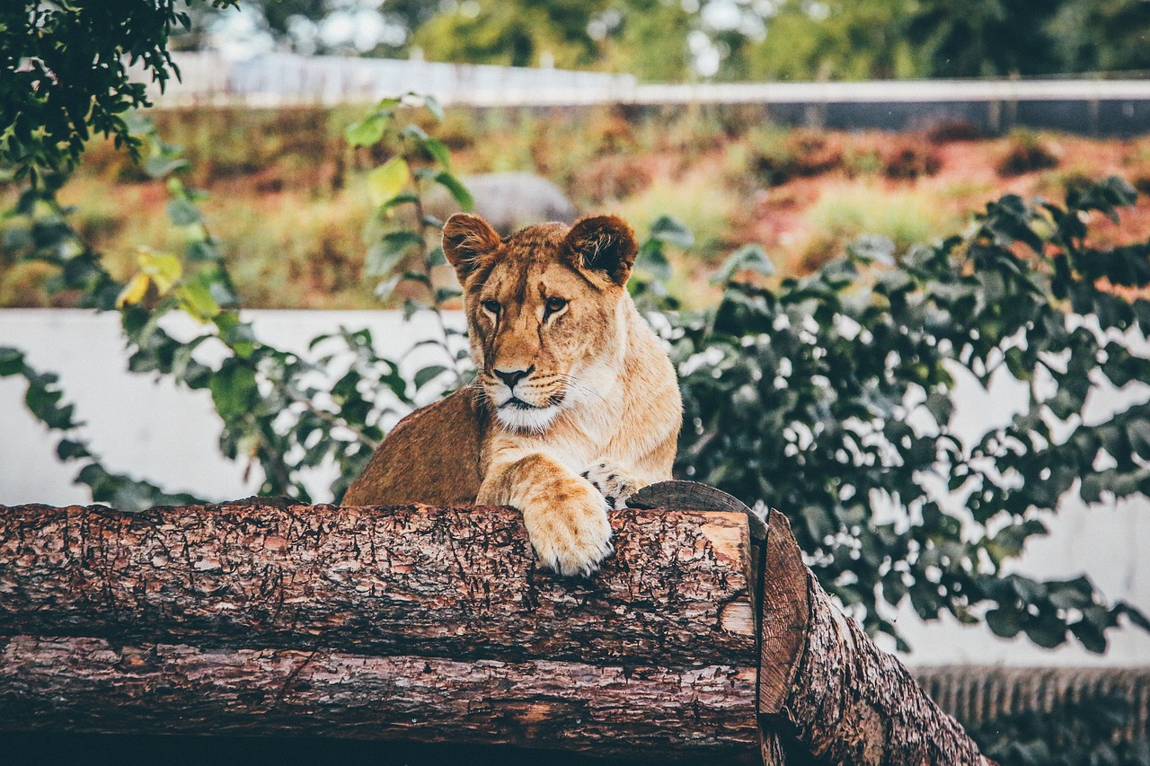 Gyvūnas, Gyvūnų Fotografija, Didelė Katė, Liūtas, Rąstai, Laukinis Katinas, Laukinė Gamta, Zoologijos Sodas, Nemokamos Nuotraukos,  Nemokama Licenzija