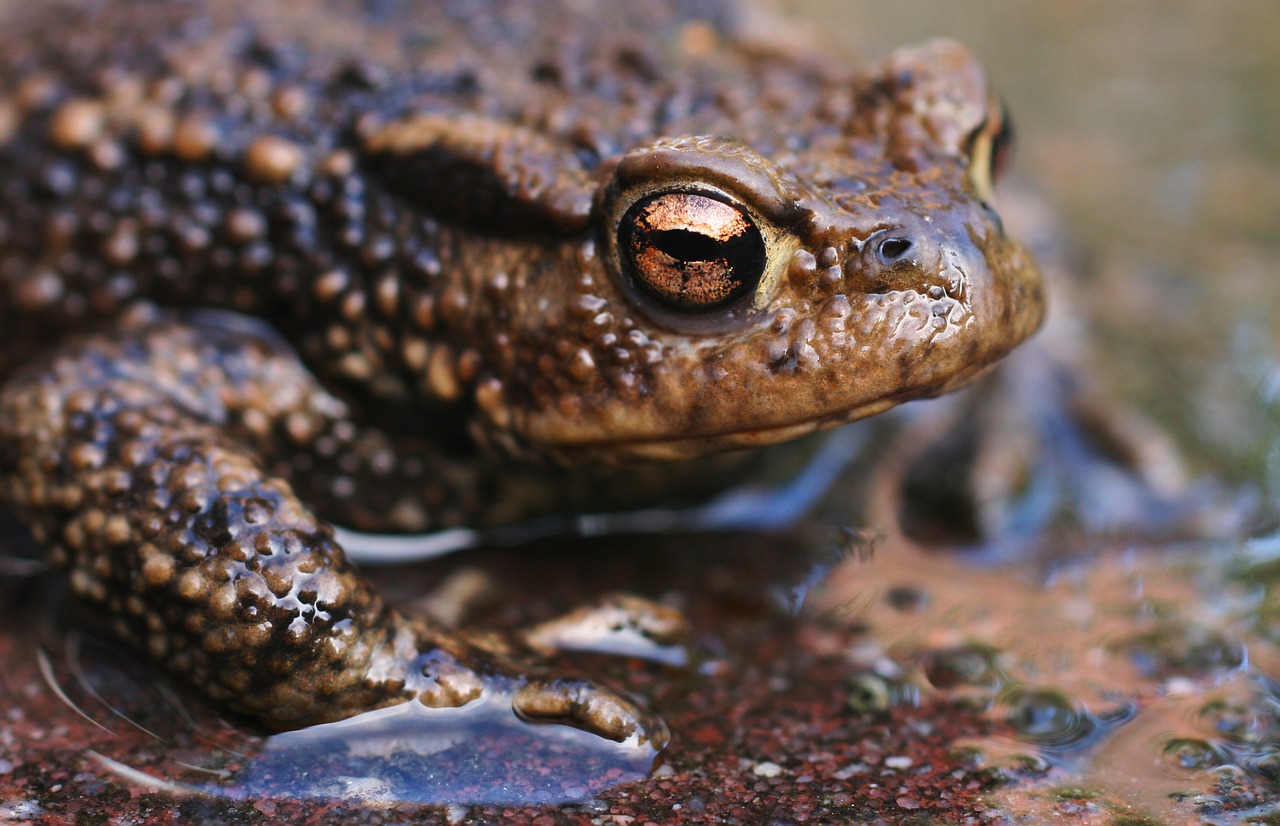 Gyvūnas, Iš Arti, Varlė, Makro, Rupūžė, Nemokamos Nuotraukos,  Nemokama Licenzija