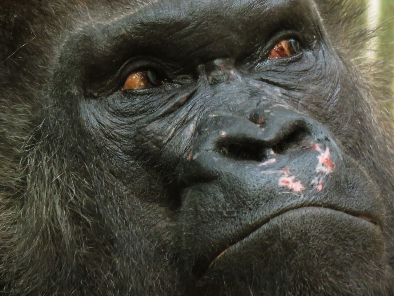 Gyvūnas, Beždžionė, Gorila, Žinduolis, Tiergarten Nürnberg, Silverback, Saldus, Akys, Gyvūnų Portretas, Sužalojimas