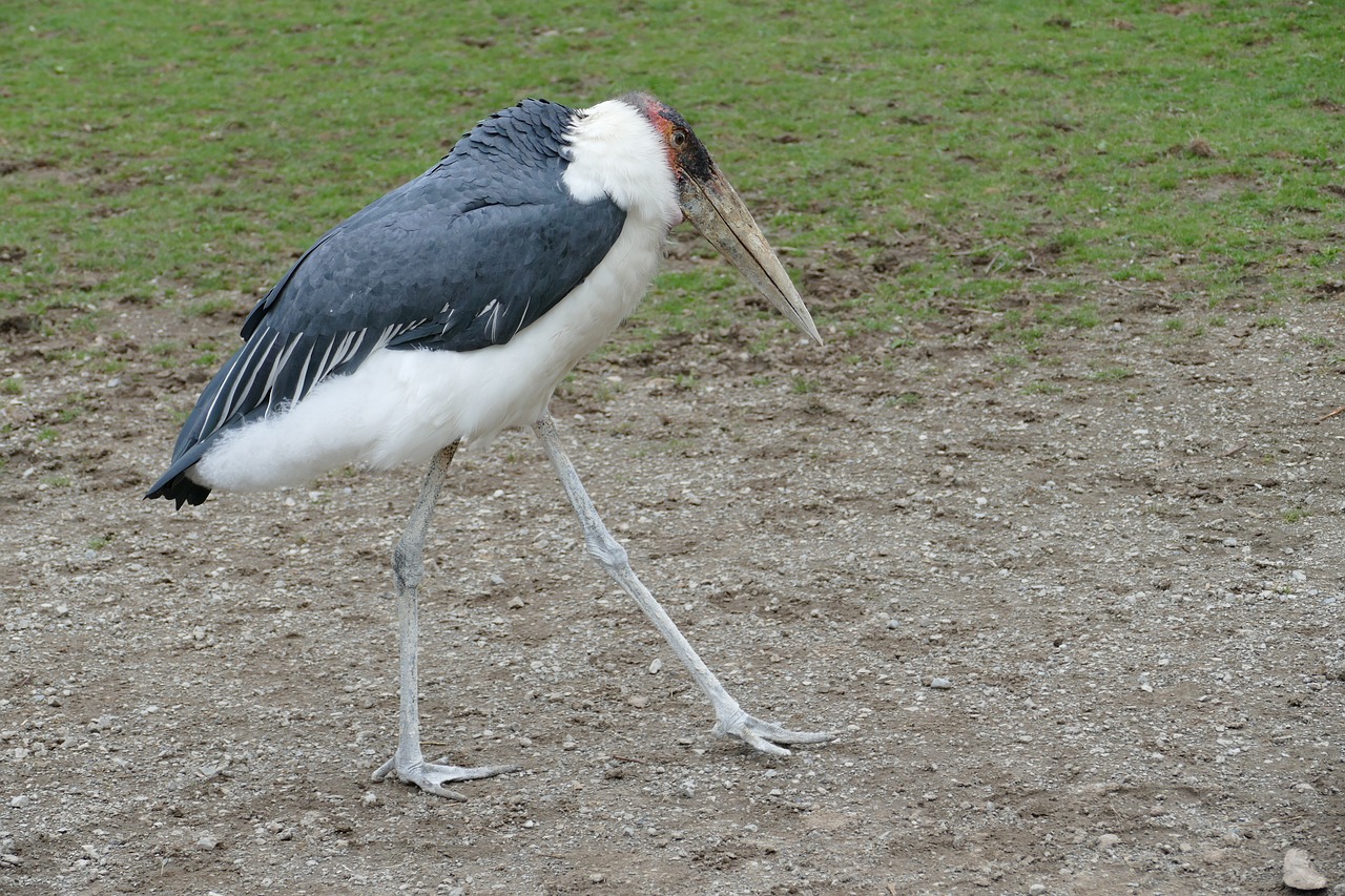 Gyvūnas, Zoologijos Sodas, Tiergarten, Paukštis, Marabu, Sąskaitą, Kojos, Nemokamos Nuotraukos,  Nemokama Licenzija