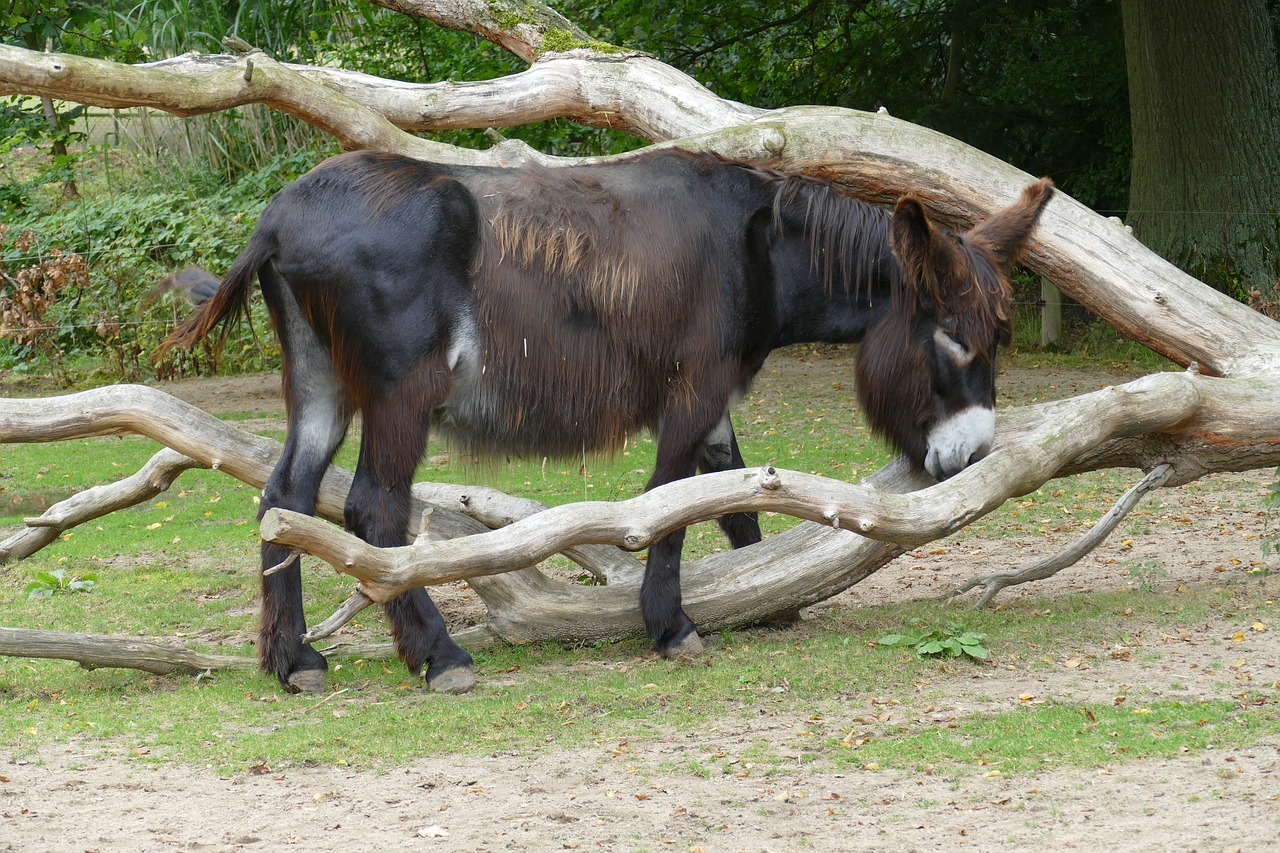 Gyvūnas, Zoologijos Sodas, Tiergarten, Asilas, Žurnalas, Nemokamos Nuotraukos,  Nemokama Licenzija