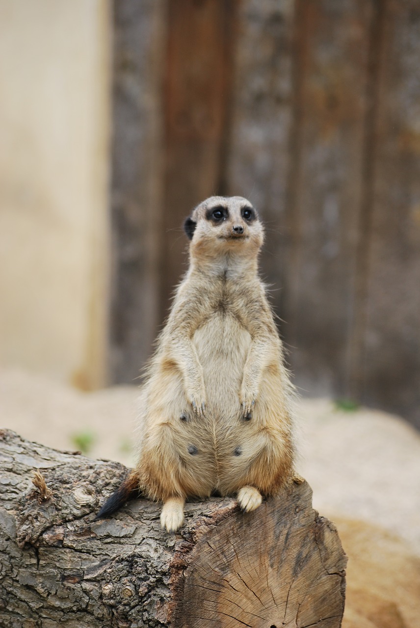 Gyvūnas, Laukinė Gamta, Žinduolis, Laukiniai, Fauna, Gamta, Zoologijos Sodas, Mielas, Natūralus, Meerkat