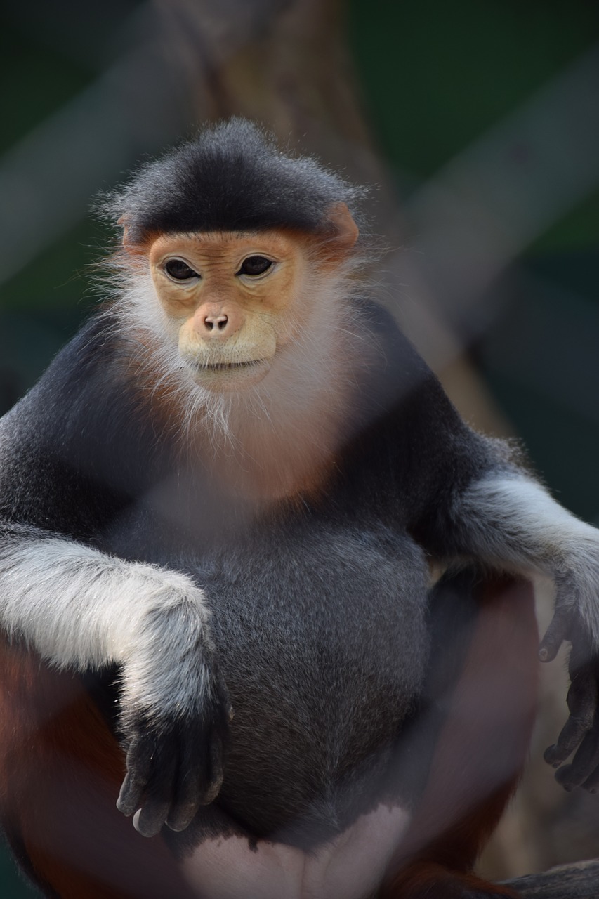 Gyvūnas, Beždžionė, Gamta, Žalia Laukinė, Zoologijos Sodas, Nemokamos Nuotraukos,  Nemokama Licenzija