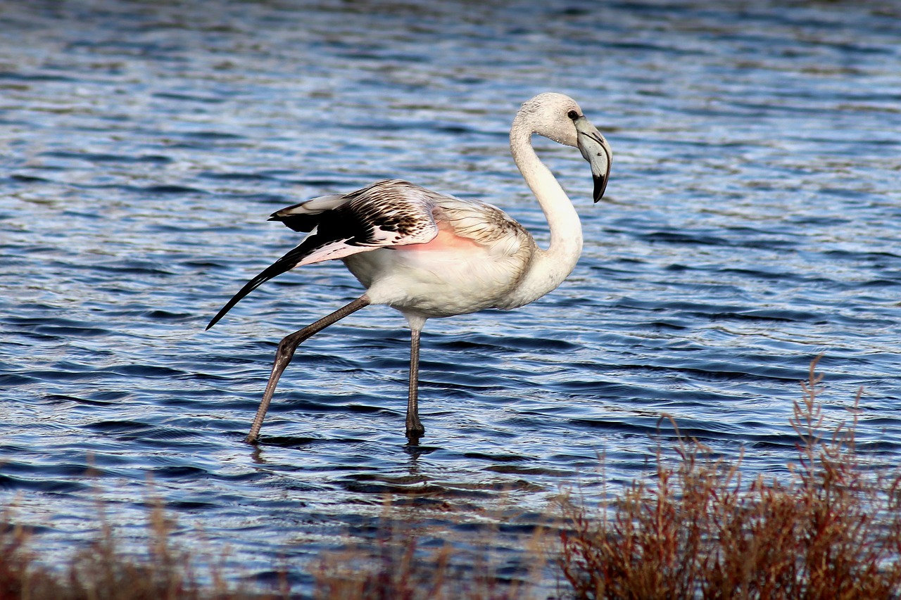 Gyvūnas, Rožinė Flamandų, Wader, Pelkės, Laukiniai, Gamta, Paukštis, Nemokamos Nuotraukos,  Nemokama Licenzija