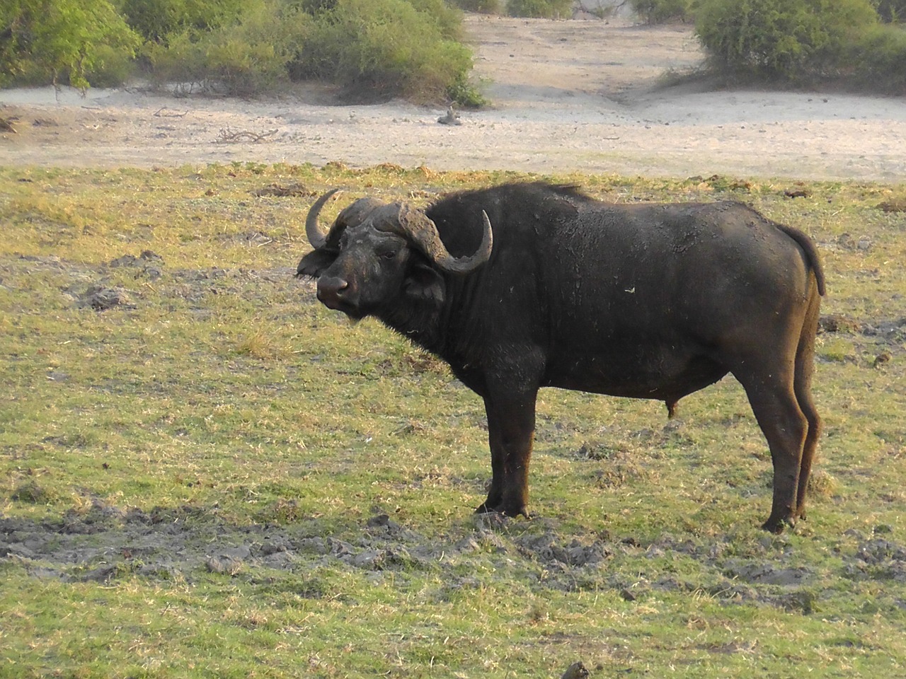 Gyvūnas, Afrika, Safari, Nemokamos Nuotraukos,  Nemokama Licenzija