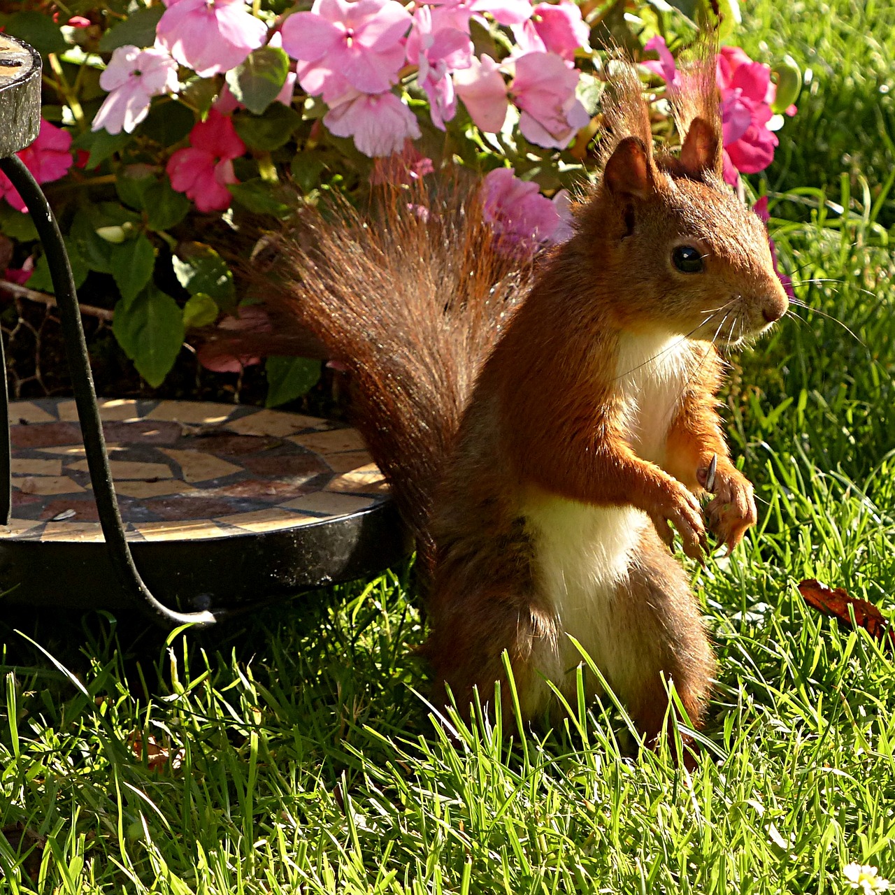 Gyvūnas, Voverė, Sciurus Vulgaris Major, Žinduolis, Sodas, Vasara, Maitinimas, Nemokamos Nuotraukos,  Nemokama Licenzija