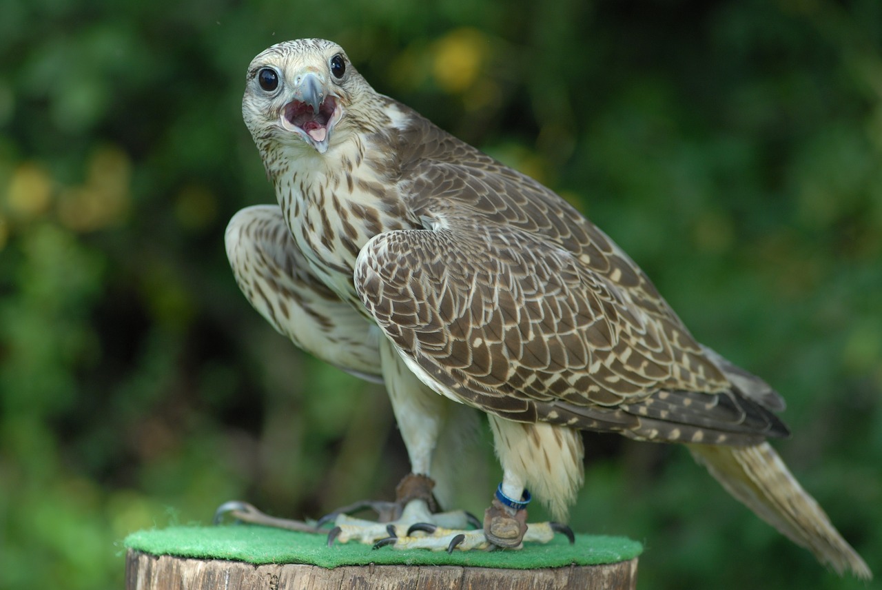 Gyvūnas, Paukštis, Raptoras, Plunksnos, Gamta, Laisvė, Laukiniai, Fauna, Ornitologija, Nemokamos Nuotraukos