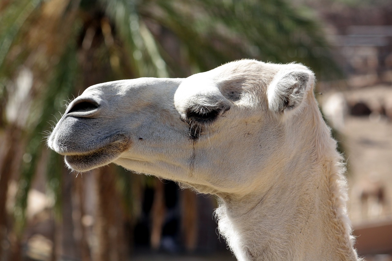 Gyvūnas, Afrika, Pėdos, Egiptas, Dromedary, Kupranugaris, Šnervės, Kaleidai Ohler, Laurasiatherija, Paarhufer