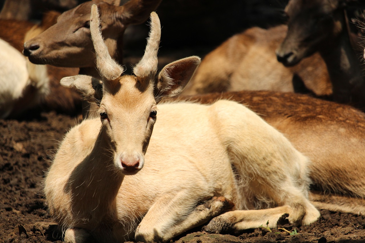 Gyvūnas, Ragai, Zoologijos Sodas, Gamta, Fauna, Nemokamos Nuotraukos,  Nemokama Licenzija