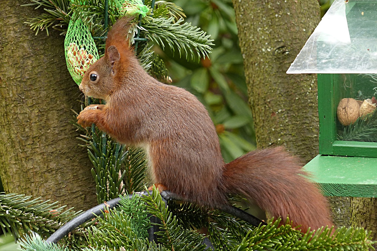 Gyvūnas, Voverė, Sciurus Vulgaris Major, Žinduolis, Sodas Futteruche, Nemokamos Nuotraukos,  Nemokama Licenzija