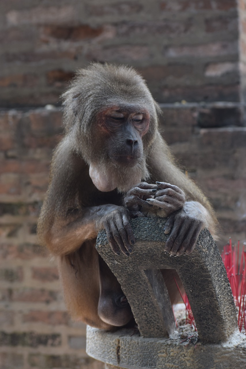 Gyvūnas, Maitintis Beždžiones, Chau Thoi, Nemokamos Nuotraukos,  Nemokama Licenzija