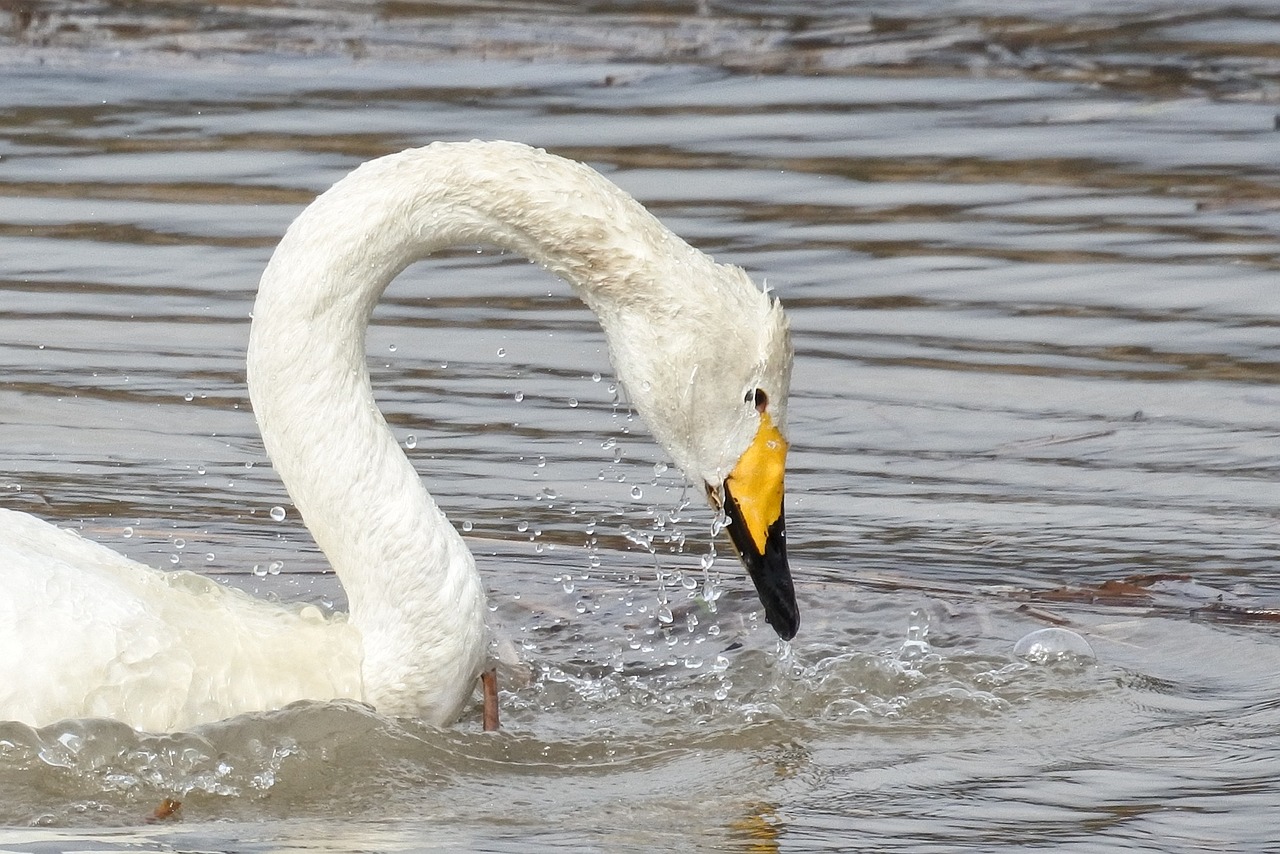 Gyvūnas, Gulbė, Cygnus Columbianus, Gulbių Ežeras, Lašas Vandens, Lašas, Vanduo, Vandens Paukščiai, Laukinis Gyvūnas, Natūralus