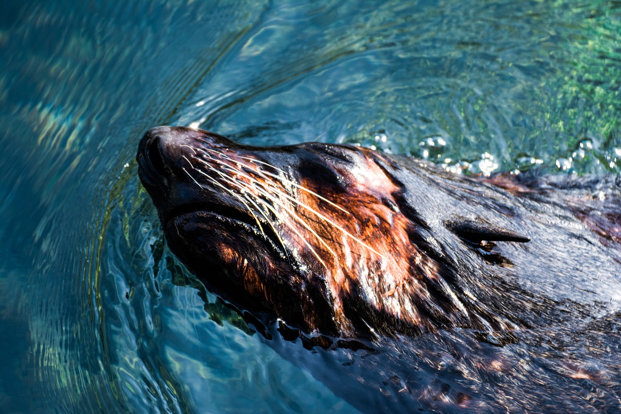 Gyvūnas, Vanduo, Zoologijos Sodas, Nemokamos Nuotraukos,  Nemokama Licenzija