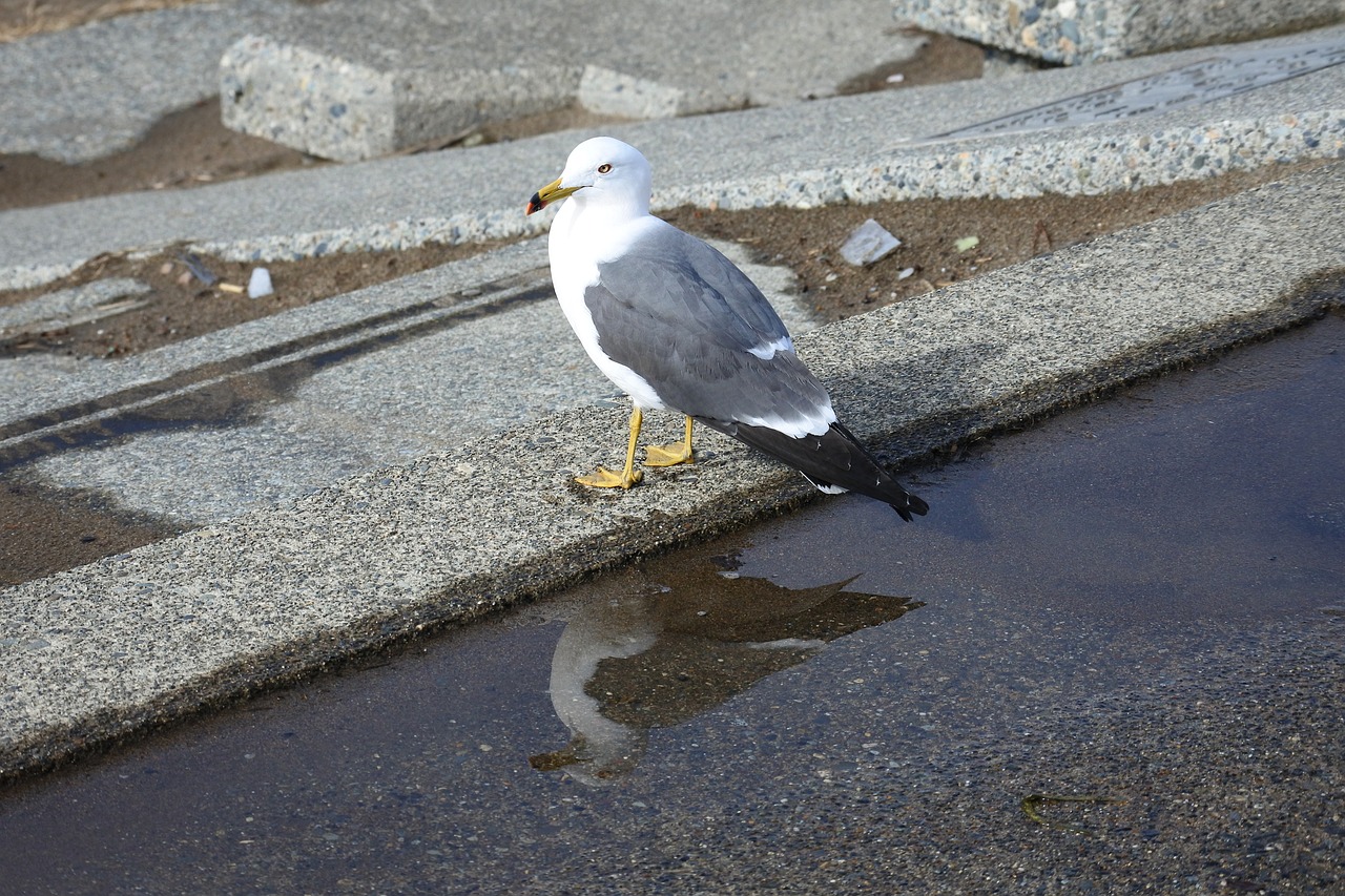 Gyvūnas, Papludimys, Promenada, Jūrų Kyla, Kajakas, Jūros Paukštis, Laukinis Gyvūnas, Natūralus, Puddles, Veidrodis