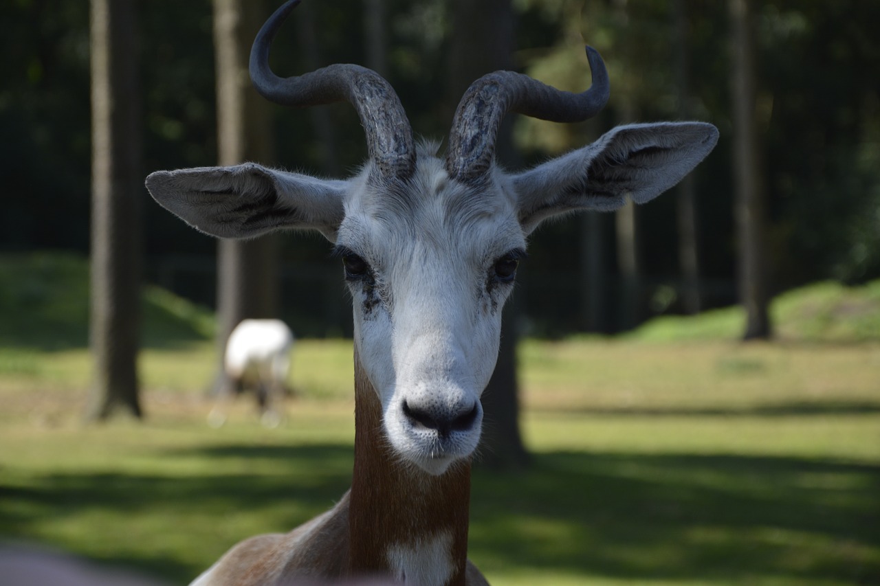 Gyvūnas, Afrika, Gnu, Safari, Savana, Nemokamos Nuotraukos,  Nemokama Licenzija