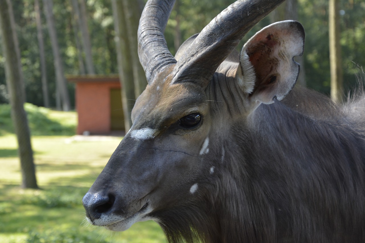 Gyvūnas, Afrika, Gnu, Safari, Savana, Nemokamos Nuotraukos,  Nemokama Licenzija