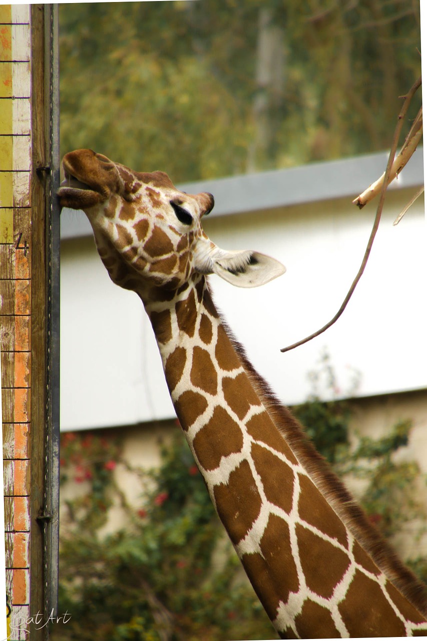 Gyvūnas, Aukštas, Gamta, Zoologijos Sodas, Kaklas, Žirafa, Aukštas, Giraffa, Parkas, Safari