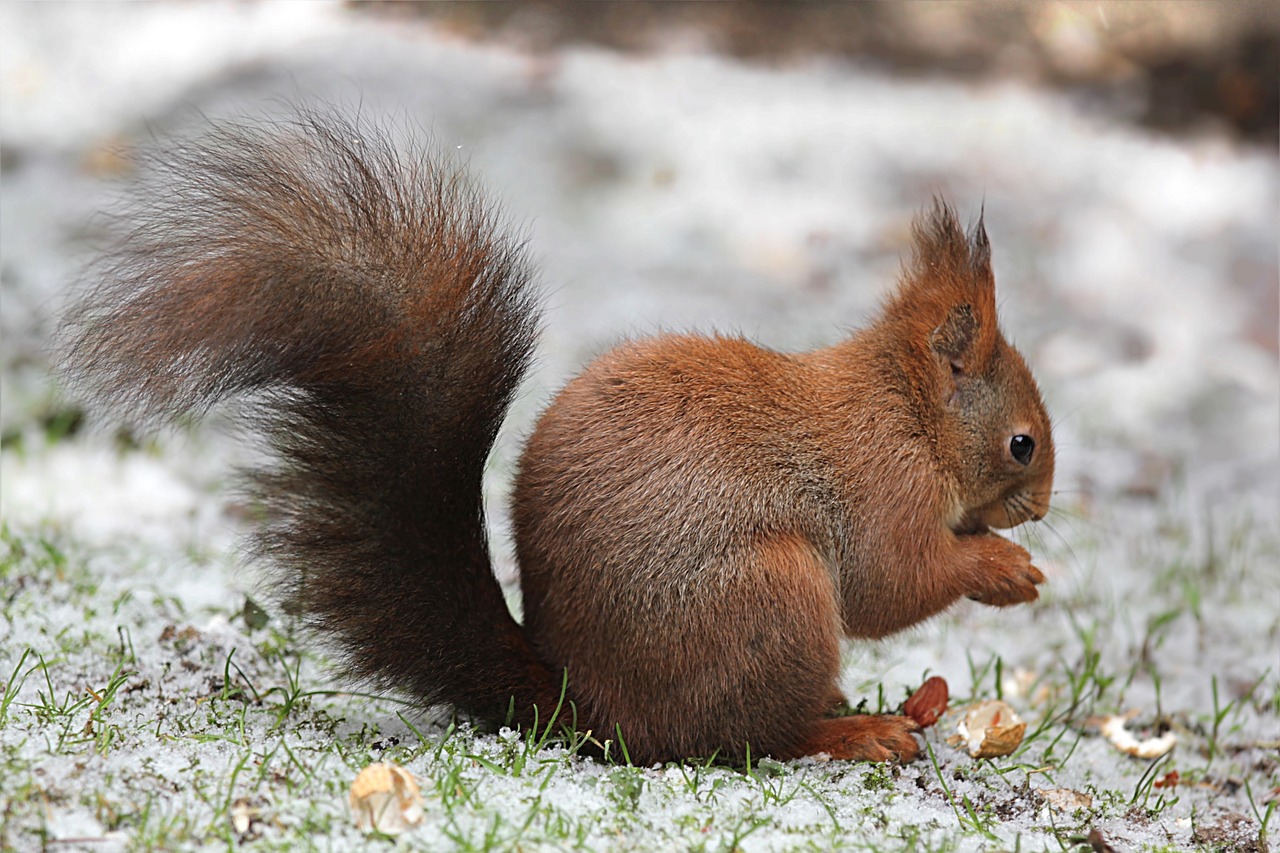 Gyvūnas, Graužikas, Voverė, Sciurus Vulgaris Major, Žiema, Sniegas, Maitinimas, Nemokamos Nuotraukos,  Nemokama Licenzija