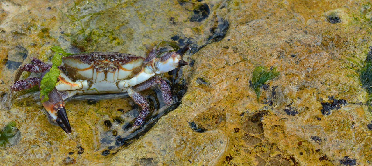 Gyvūnas, Krabas, Papludimys, Nemokamos Nuotraukos,  Nemokama Licenzija