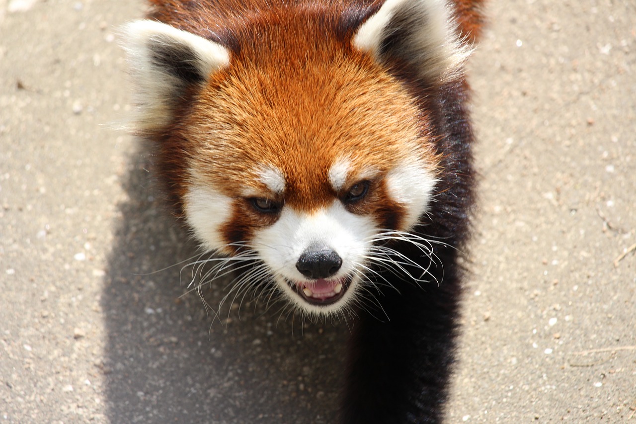 Gyvūnas, Raudonoji Panda, Zoologijos Sodas, Nemokamos Nuotraukos,  Nemokama Licenzija