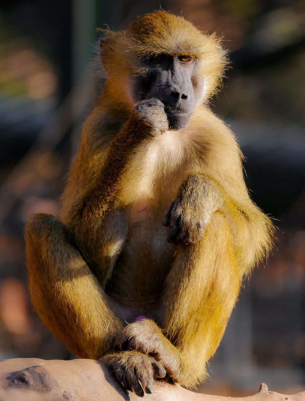 Gyvūnas, Beždžionė, Barbary Ape, Sėdėti, Mąstymas, Babuinas, Vienišas, Laukinės Gamtos Fotografija, Nemokamos Nuotraukos,  Nemokama Licenzija