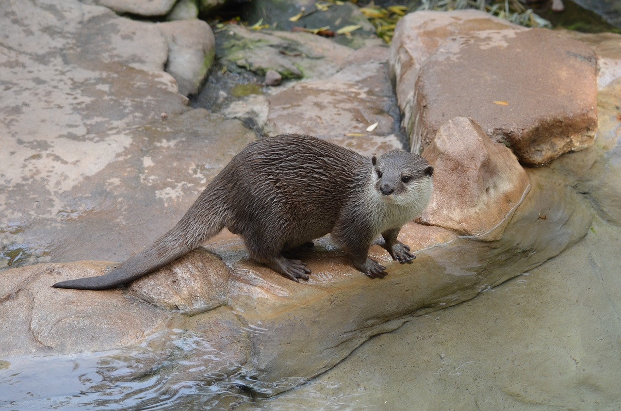 Gyvūnas, Žinduolis, Valgymas, Gamta, Laukinė Gamta, Fauna, Ūdra, Mielas, Laukiniai, Zoologijos Sodas