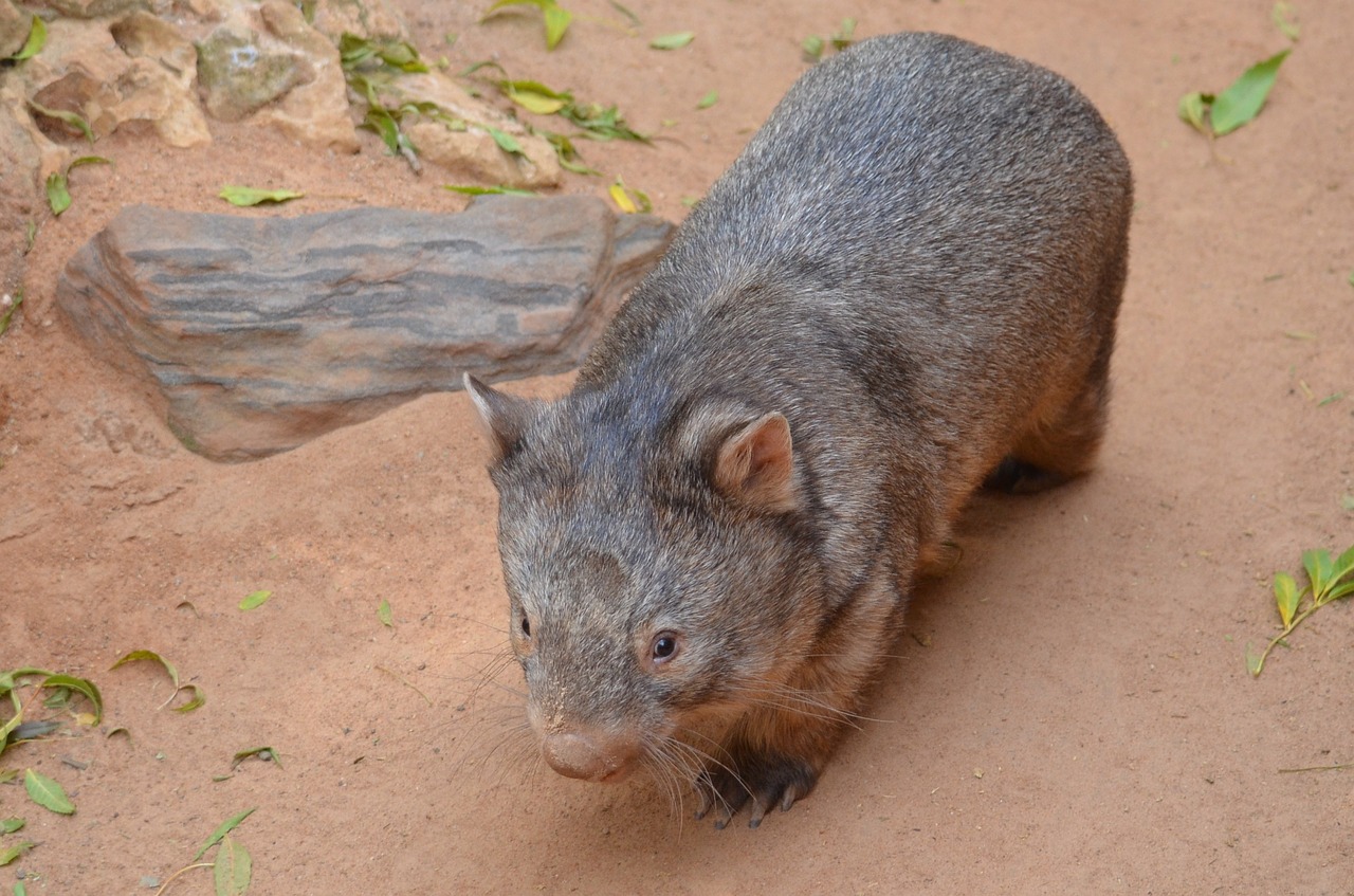 Gyvūnas, Žinduolis, Gamta, Laukinė Gamta, Fauna, Mielas, Laukiniai, Zoologijos Sodas, Marsupial, Australia