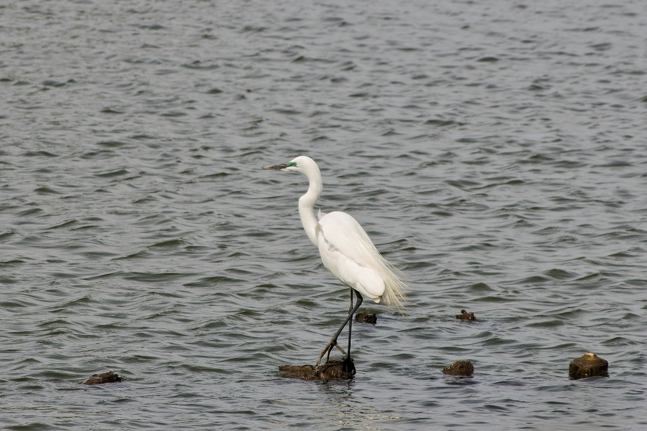 Gyvūnas, Upė, Heronas, Egret, Vandens Paukščiai, Laukiniai Paukščiai, Laukinis Gyvūnas, Natūralus, Kraštovaizdis, Nemokamos Nuotraukos