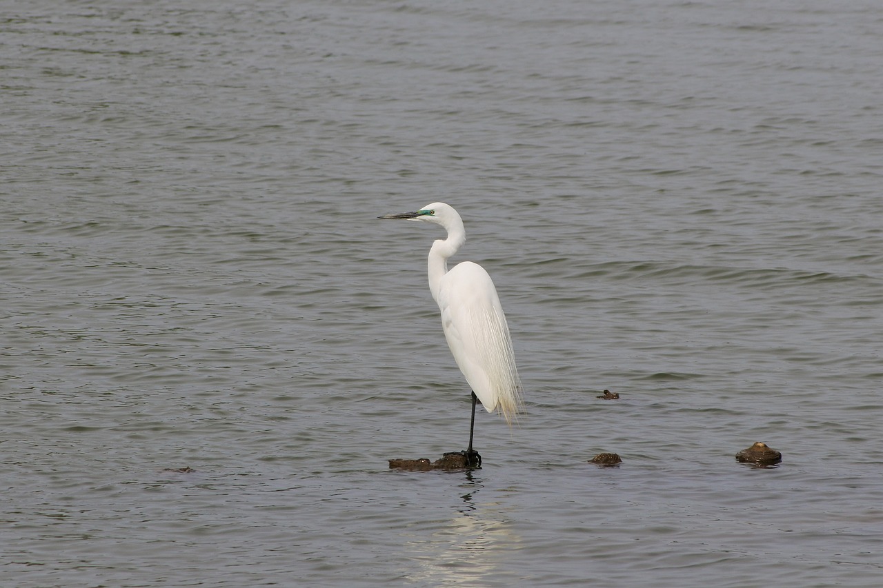 Gyvūnas, Upė, Heronas, Egret, Vandens Paukščiai, Laukiniai Paukščiai, Laukinis Gyvūnas, Natūralus, Kraštovaizdis, Nemokamos Nuotraukos